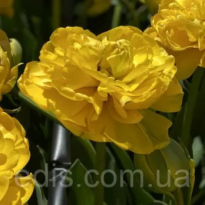 Тюльпан Yellov Pomponnette (Єллоу Помпонетт) махровий пізній 3 цибулини