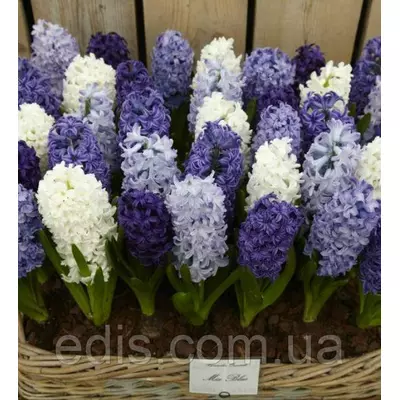 Арт-набір Океан, 3 цибулини гіацинтів