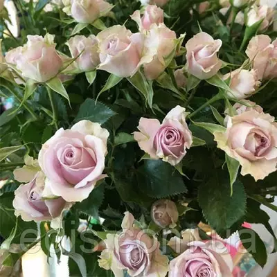 Троянда спрей Сільвер Шэдоу (Silver Shadow)