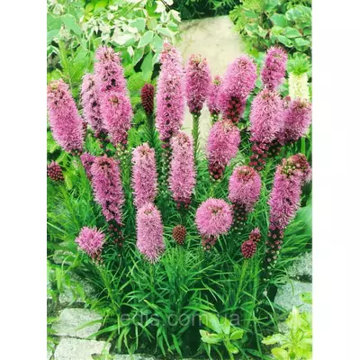 Ліатріс ліловий Spicata, 3 бульби