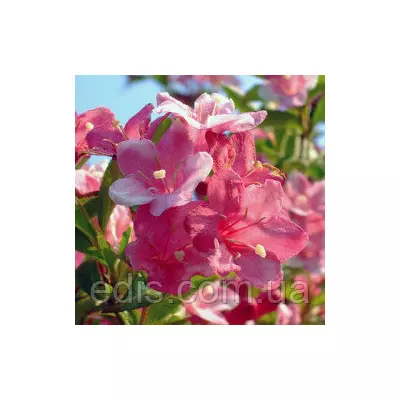 Вейгела Rosea, саджанець