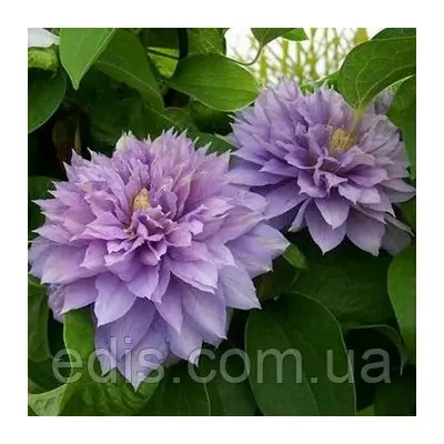 Клематис Proteus (Протеус)