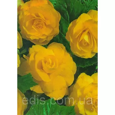 Бегонія бульбова махрова Жовта, 1 бульба