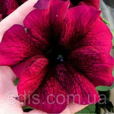 Петунія гігантська Тоуга F1, 10 насінин-драже, Яскрава PREMIUM