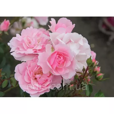 Троянда Боника (Bonica) патіо