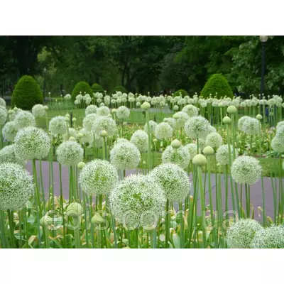 Алліум Гігантський білий Mount Everest (цибуля декоративна) 1 цибулина 17/18