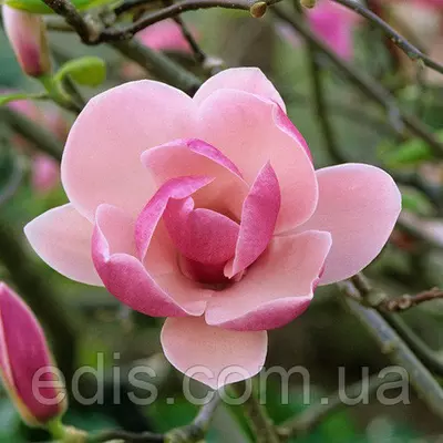 Магнолія Pinkie (Стусани) в контейнері 1 л. вік 3 р.