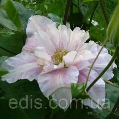 Клематис Princess Alexandra (Принцеса Олександра)