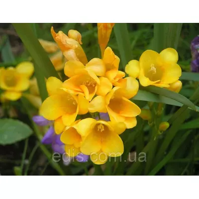 Фрезія проста жовта 5 цибулин