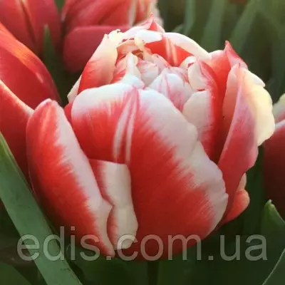 Тюльпан Concorde (Конкорд) махровий ранній 2 цибулини