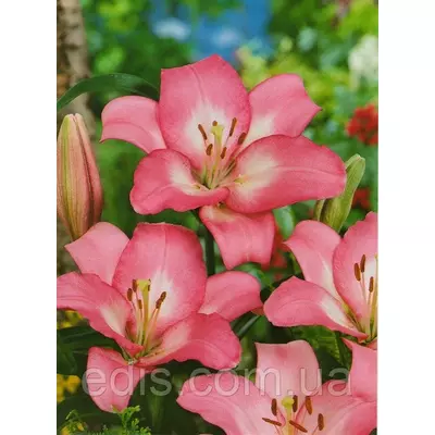 Лілія LA гібрид Samur (Самур) 1 цибулина 12/14