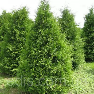 Туя Brabant (Брабант) у контейнері 2 л