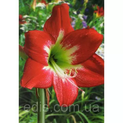 Гіппеаструм простий Mega Star / Мега Стар / 1 цибулина 24/26