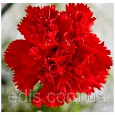 Гвоздика Шабо червона 0,1 г, насіння Яскрава