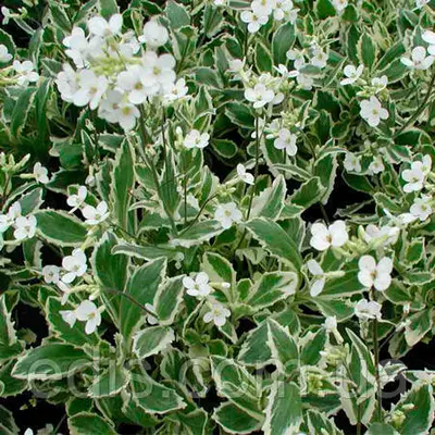 Арабиіс альпійський (резуха) варієгата