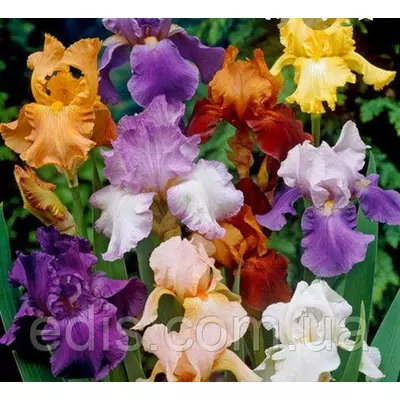 Ірис бородатий високий, суміш 10 саджанців.