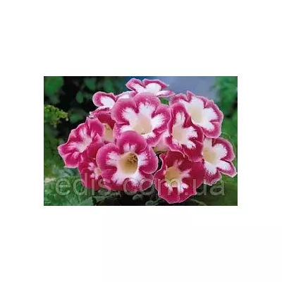 Глоксинія Blanche de Meru (Бланш де Меру) 1 бульба