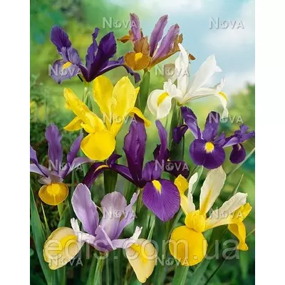 Ірис голандський (Ксіфіум) суміш, 5 цибулин