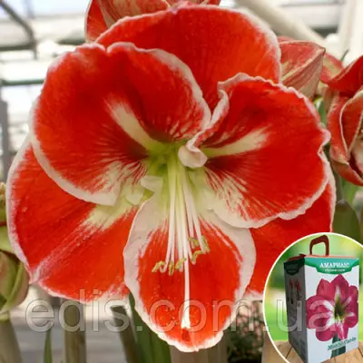 Гіппеаструм простий Samba (Самба) 1 цибулина 24/26 + ( подарункова упаковка )