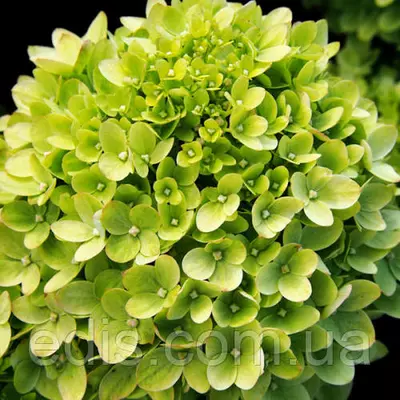 Гортензія волотиста Little Lime (Літтл Лайм)