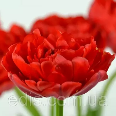 Тюльпан Miranda (Міранда) махровий пізній 3 цибулини