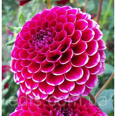 Георгина Помпонная Little William