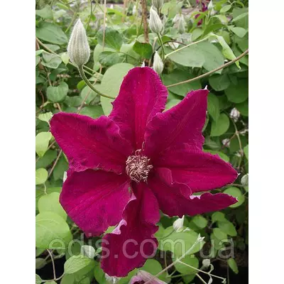 Клематис Ernest Markham (Ернест Маркхем)