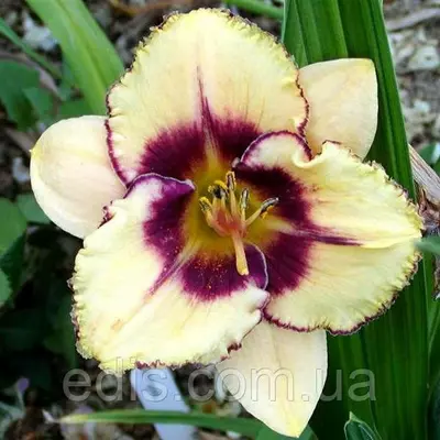 Лілейник Alaqua