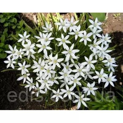 Рястка парасолькова (Ornithogalum / Птицемлечник), горщик Р9