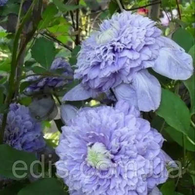 Клематис Blue Light (Блю Лайт)