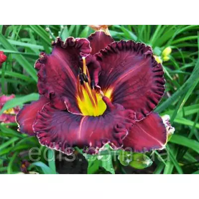 Лілейник Purplelicious (Пурпулейшз) кореневище