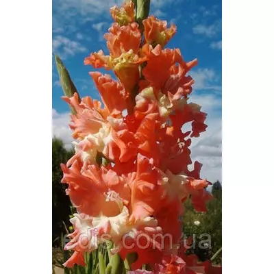 Гладіолус гофрований Frizzled Coral Lace (Фріззлед Корал Лейс) 3 шт./уп.