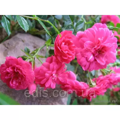 Троянда грунтопокривна Knirps (Кнірпс)