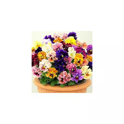 Віола Махрова суміш 0,1 г, насіння Яскрава