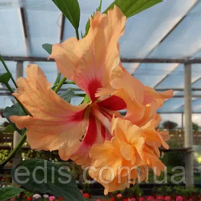 Гібіскус китайський Оранж Капітолій горщик 0,5 л. висота 20 см.