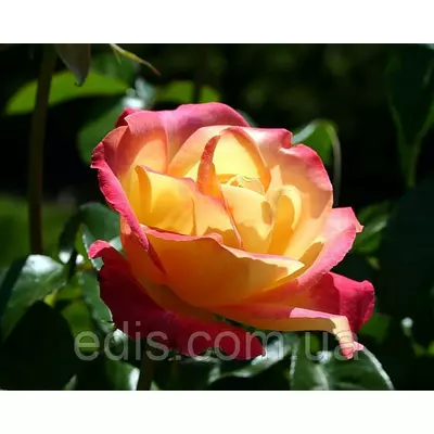 Троянда Сонечко (Sun) чайно-гібридна