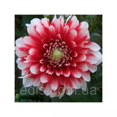 Жоржина низькоросла Musette (Мюзет)