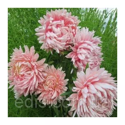 Айстра півонієподібна Яніна 0,3 г, насіння Яскрава