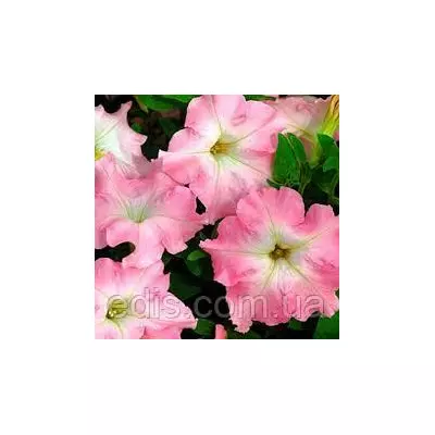 Сурфінія Даймонд Перли Шейдс F1, 10 насінин-драже, Яскрава PREMIUM