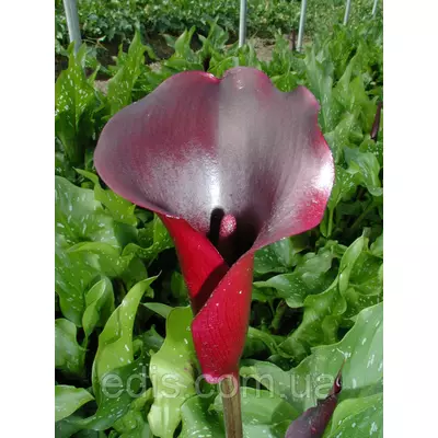 Калла Schwarzwalder (Шварцвальдер) 1 бульба 12/14