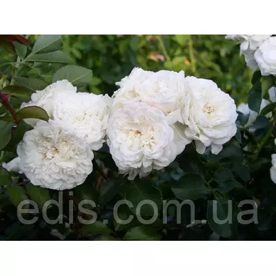 Троянда Біла Сенсація (White Sensation) англійська флорібунда