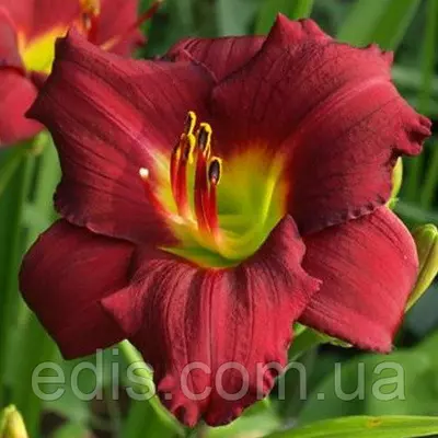 Лілейник Pardon Me