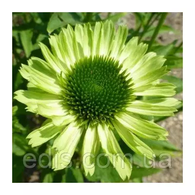 Ехінацея Green Jewel кореневище
