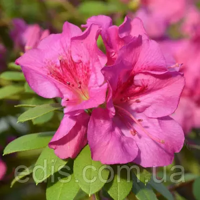 Рододендрон Fumiko (азалія японська) в контейнері