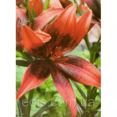 Лілія азіатська Pixels Orange (Пікселс Оранж) 1 цибулина 12/14