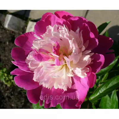 Півонія Gay Paree (Гай Парі) кореневище