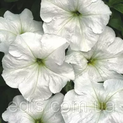 Петунія крупноквіткова Анжеліка F1, 10 насінин-драже в колбі, серія PREMIUM ТМ Яскрава