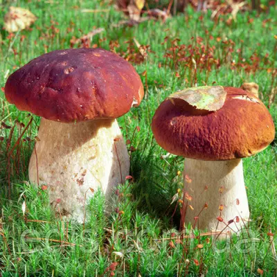 Білий гриб ялиновий 50 г (міцелій грибів)