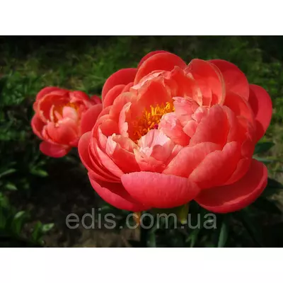 Півонія Coral Charm (Корал Чарм) кореневище