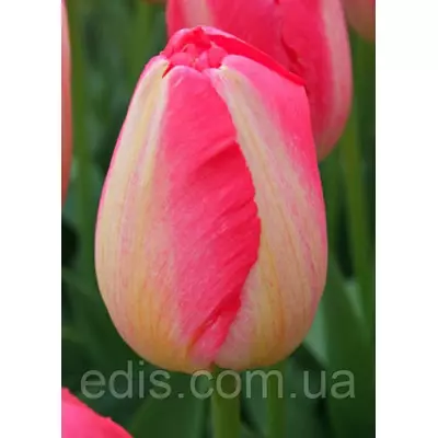 Тюльпан Тріумф Judith Leyster (Жудіт Лестер), 3 цибулини